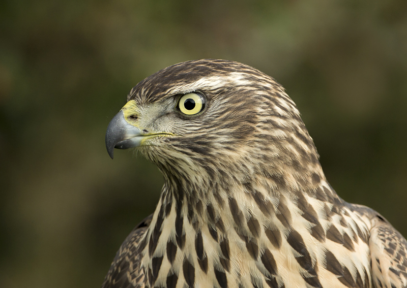 125 jong havik L.jpg